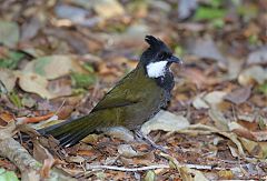 Eastern Whipbird